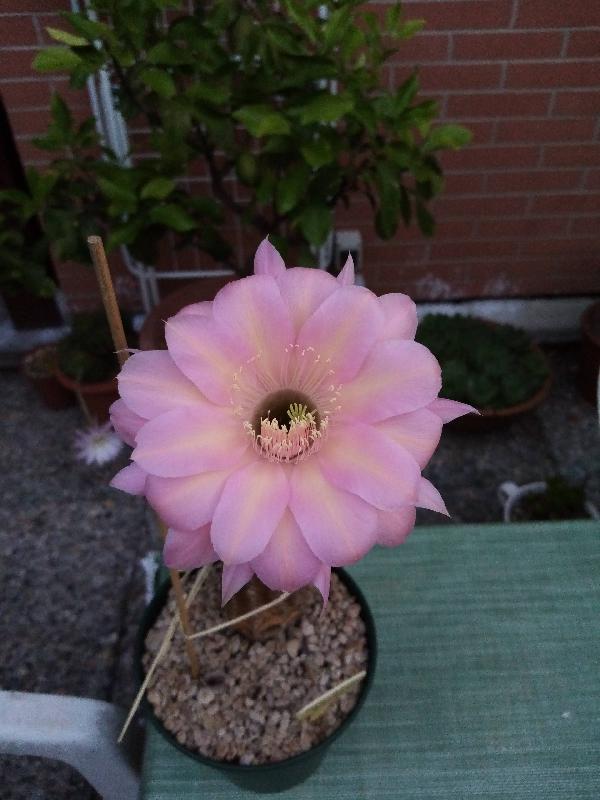 Echinopsis oxygona.jpg